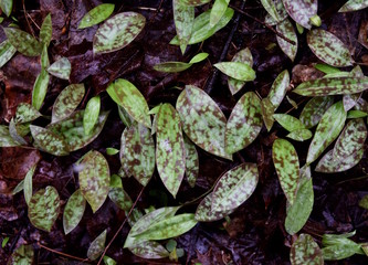 A cluster of trout lily leaves emerging in a forest.