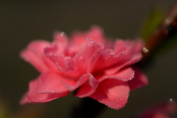 beautiful red flower in the garden in the morning dew