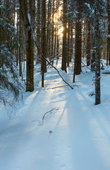 Sunrise winter mountain old fir forest