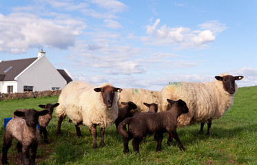 Irish flock of sheep