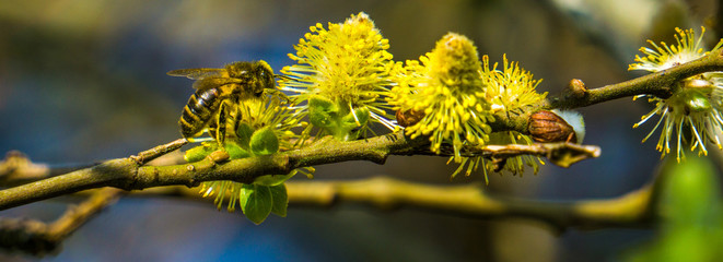 The bee take the food in the garden