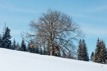 Lone big tree on winter snowy mountain plateau hill slope