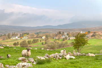 Sheep and rams on the meadow, Ireland