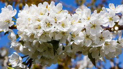 cherry blossom - Kirschblüte