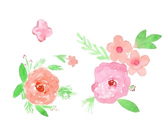 Watercolor rose flowers. Painted illustration on white background
