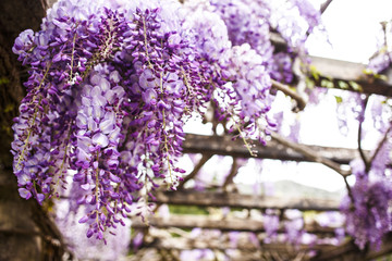 Colorful purple wisteria in full bloom with violet and magenta flowers, Montenegro, Sveti Stefan