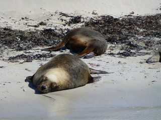 australian seals next to Perth, western australia