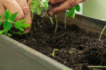 woman planting tomato seedlings in the ground