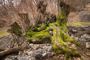 Remains and roots of a very old tree in a forest in Croatia