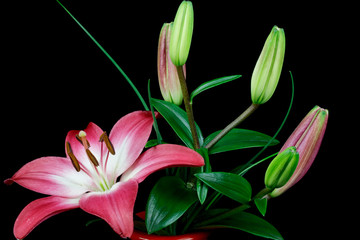 Beautiful pink lilies flowers and buds,blooming 