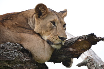 Obraz premium lionne tarangire2