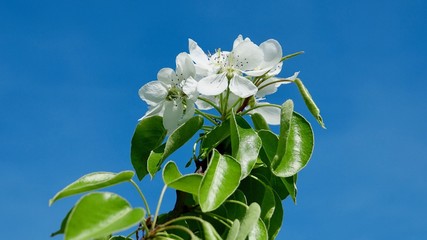 Obstbaumbl&uuml;te im Berischen Land