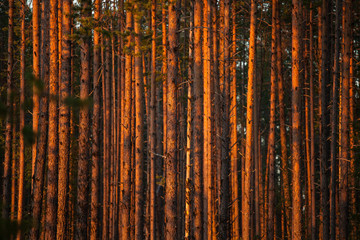 Sundown lightbeams in the pine tree forest