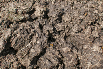 Fresh organic farm animal manure closeup as natural agricultural background
