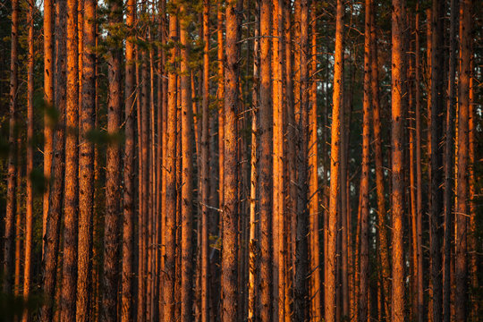 Sundown lightbeams in the pine tree forest