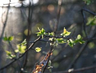 Spring leaves on branches