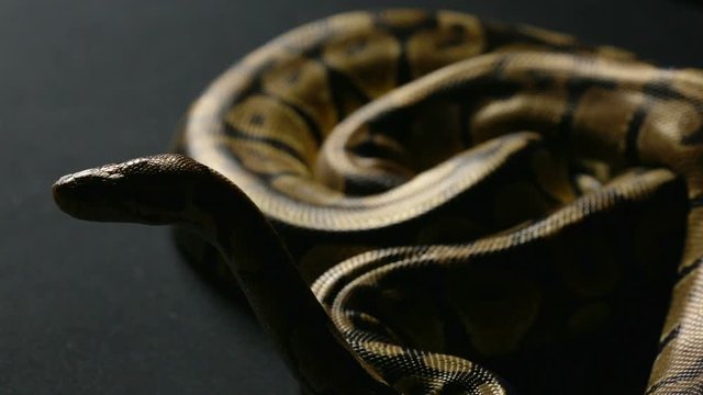 Waiting ball python in shadow