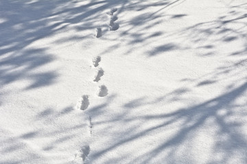 Animal tracks on the snow among the shadows of trees.