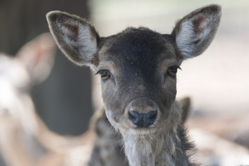 Fototapeta premium deer in the mountain