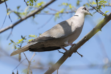 Collared dove, streptopelia de caocto on tree