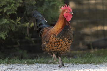 rooster in the farm