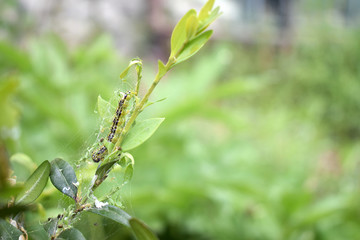 Obraz premium Caterpillar Cydalima perspectalis colony infested buxus sempervirens shrub, clean eating on green box wood leaves, common garden pest, insect, insecticide treatment control
