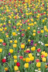 tulips field