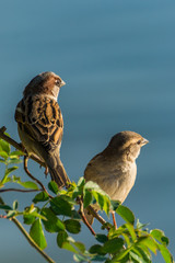 Two Sparrows Resting on a Branch Before Next Takeoff