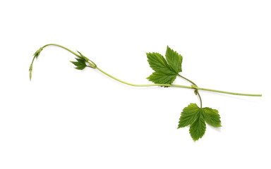 Fototapeta premium young wild raspberry leaf on isolated white background
