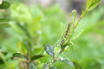 Caterpillar Cydalima perspectalis colony infested buxus sempervirens shrub, clean eating on green box wood leaves, common garden pest, insect, insecticide treatment control