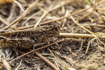 Brown locust in the wild. Calliptamus italicus. Selective focus.