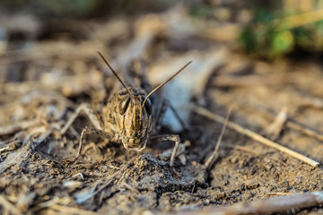 Portrait of brown locust in the wild. Calliptamus italicus close-up. Pest insect. Limited depth of field.