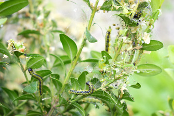 Caterpillar Cydalima perspectalis colony infested buxus sempervirens shrub, clean eating on green box wood leaves, common garden pest, insect, insecticide treatment control