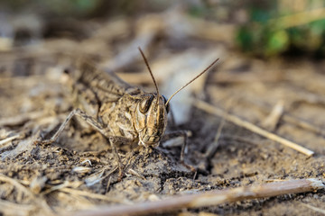 Portrait of brown locust in the wild. Calliptamus italicus close-up. Pest insect. Limited depth of field.