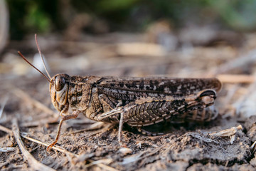 Brown locust in the wild. Calliptamus italicus close-up. Limited depth of field.