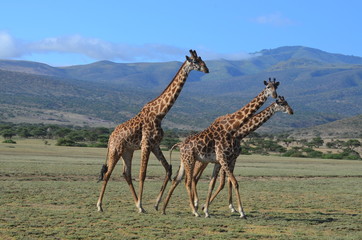 trois girafes