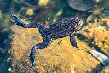 Ein Frosch im Teich