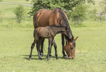 Mare and Young Foal