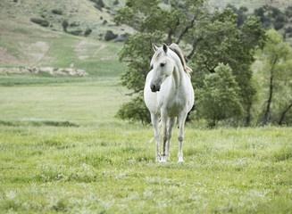 Gray Mare Arched Neck