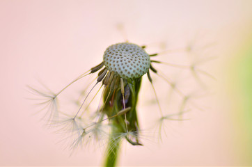 Dandelion Macro