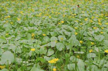 Glade with green grass and yellow flowers