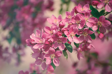 Decorative red apple tree flowers blossoming at spring time, floral natural background
