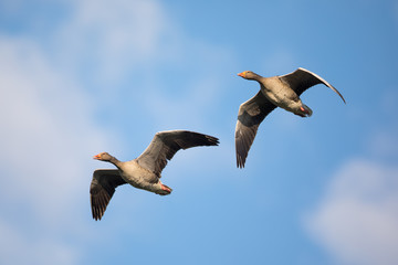 Graugaense (Anser anser)