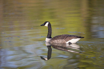 Obraz premium Kanadagans (Branta canadensis)