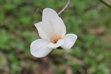 spring blossom of a magnolia