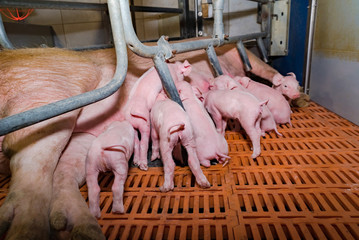 Ferkelaufzucht - neugeborene Ferkel am Euter der Muttersau