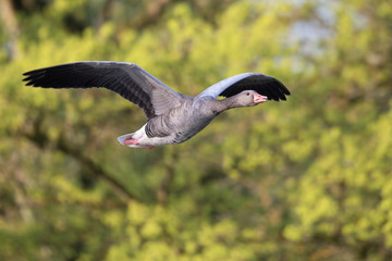 Graugans (Anser anser)