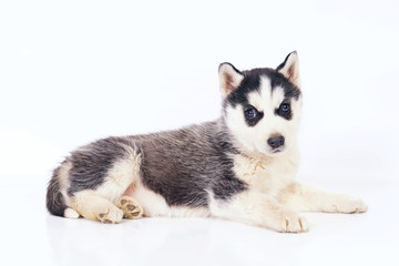 Adorable black and white Siberian Husky puppy with brown eyes lying down indoors on a white background