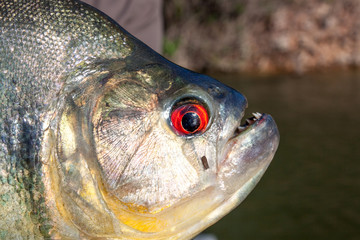 Kopf vom Piranha mit blutrote Augen