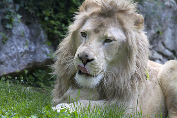 Leone Bianco, White Lion